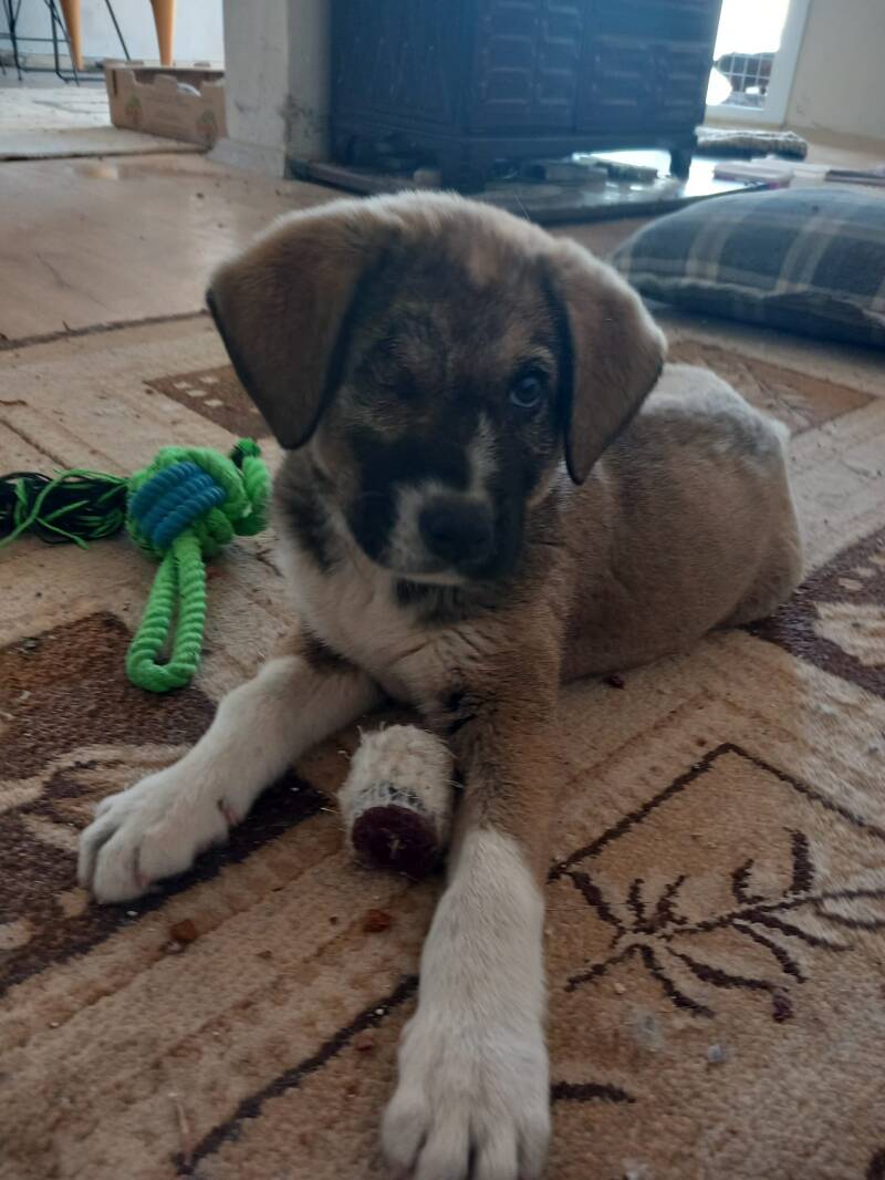 Taco
