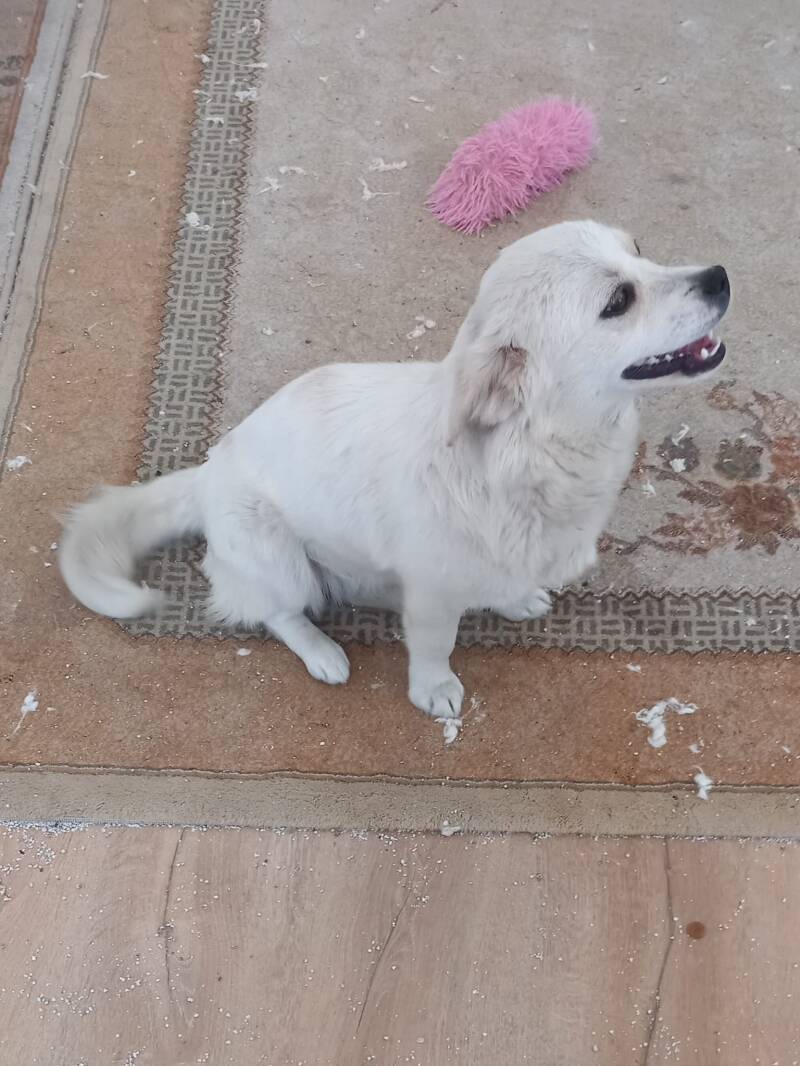 Tilli