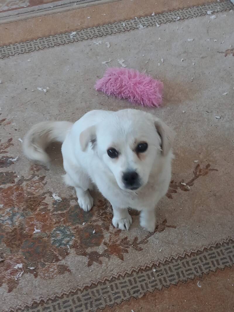 Tilli