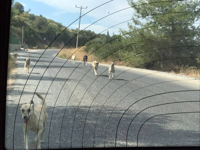 mehrere Hunde haben das Auto entdeckt und folgen uns
