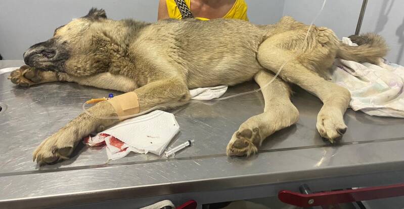 Hund auf dem Behandlungstisch. Er hat es leider nicht geschafft