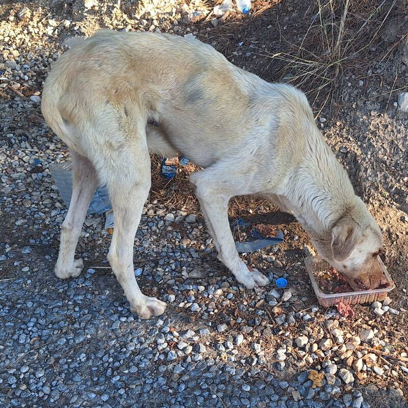 abgemagerter Hund beim Fressen