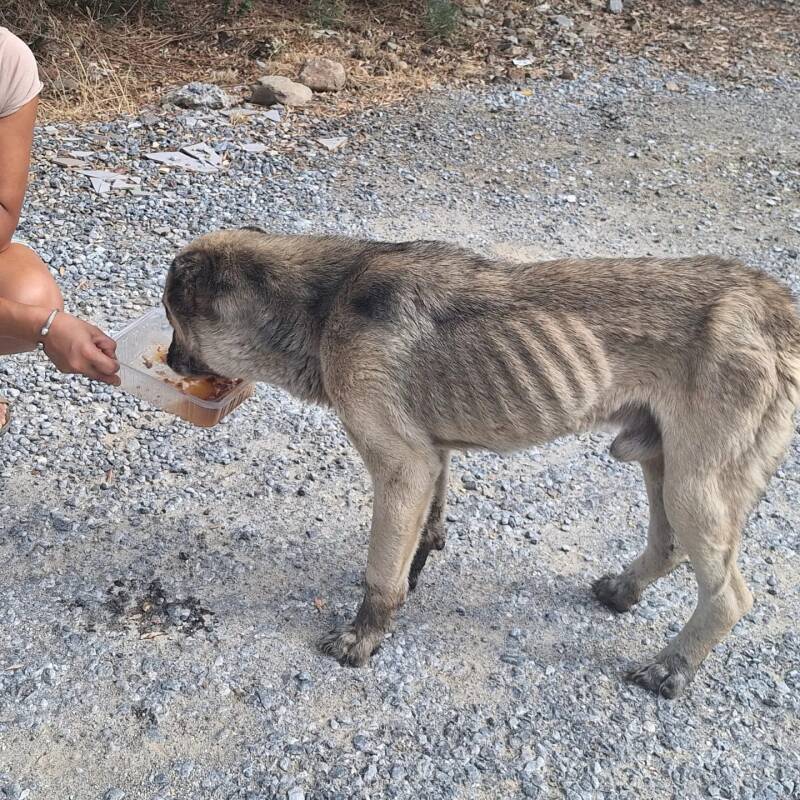 abgemagerter Hund wird von Hand gefüttert