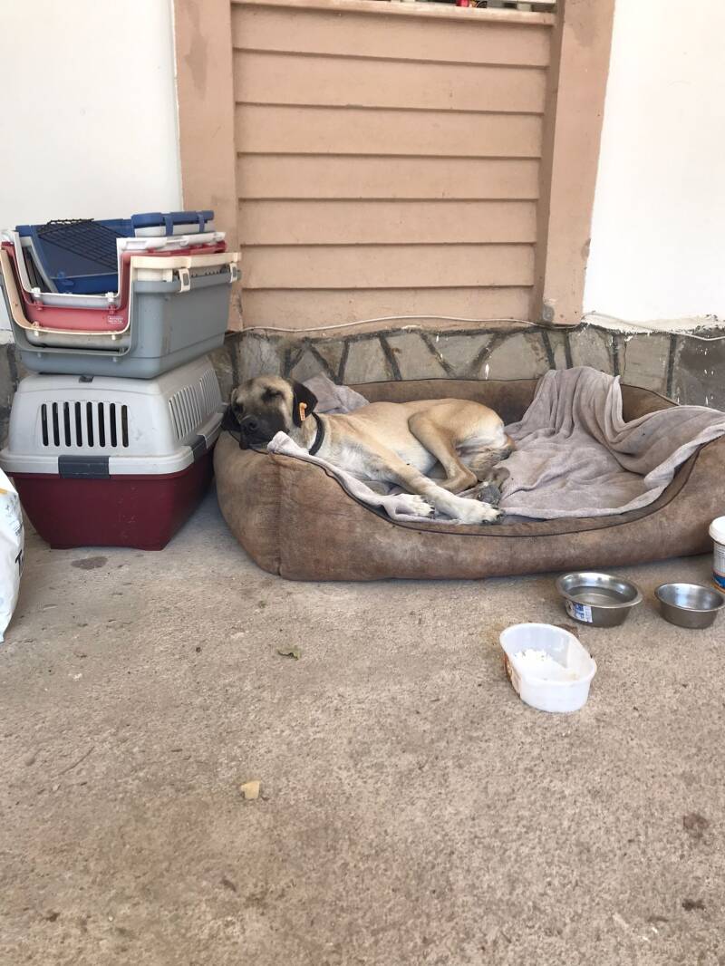 kranker Hund ruht sich im Körbchen aus