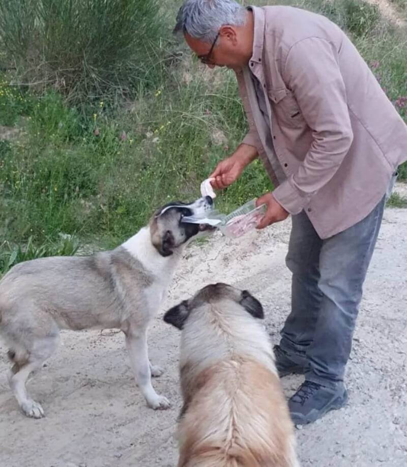 Mehmet füttert 2 Hunde von Hand