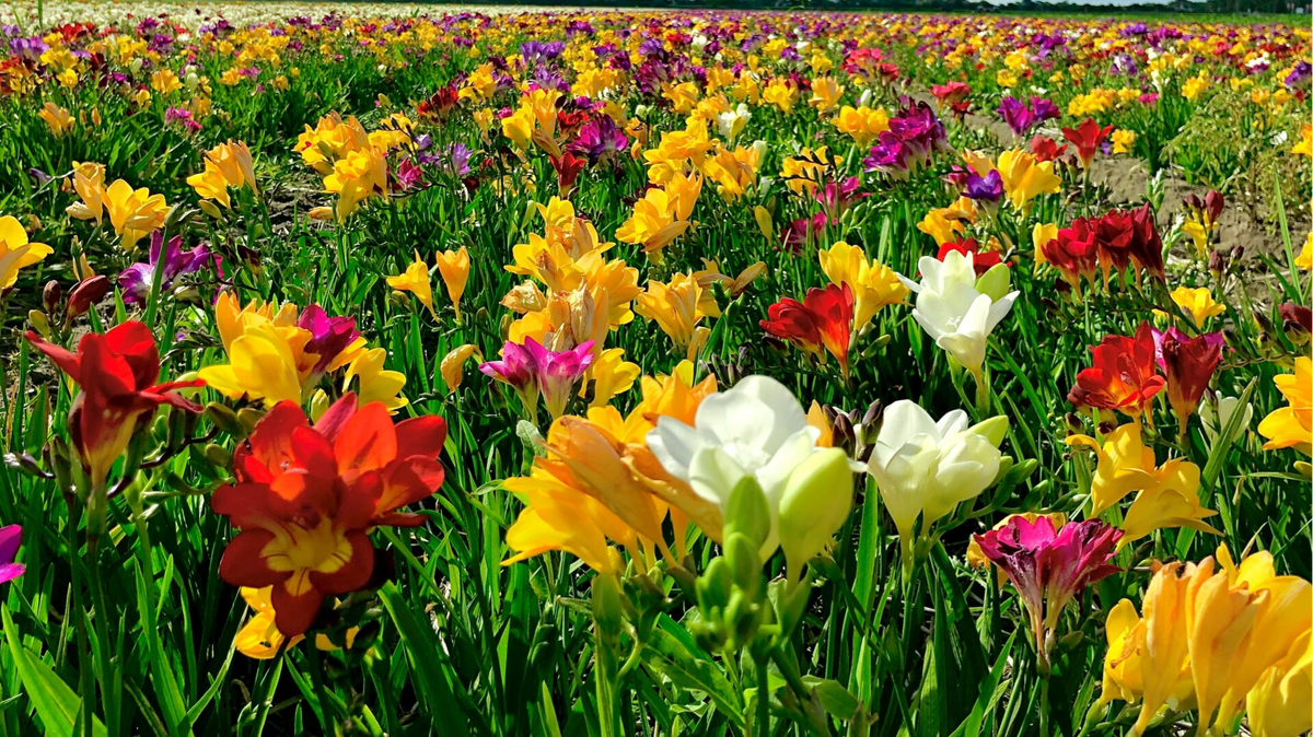 Freesia flower mixed varieties Penning Freesia & Amaryllis