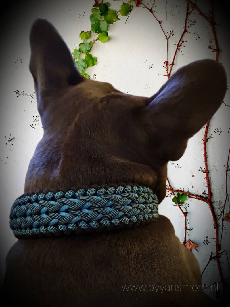 Frenchie met Paracord halsband / Cover-Up 