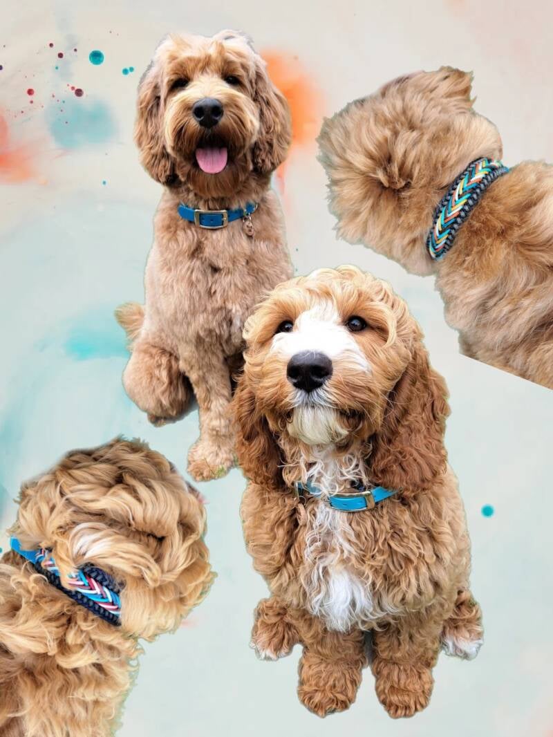 Hond met paracord halsband 