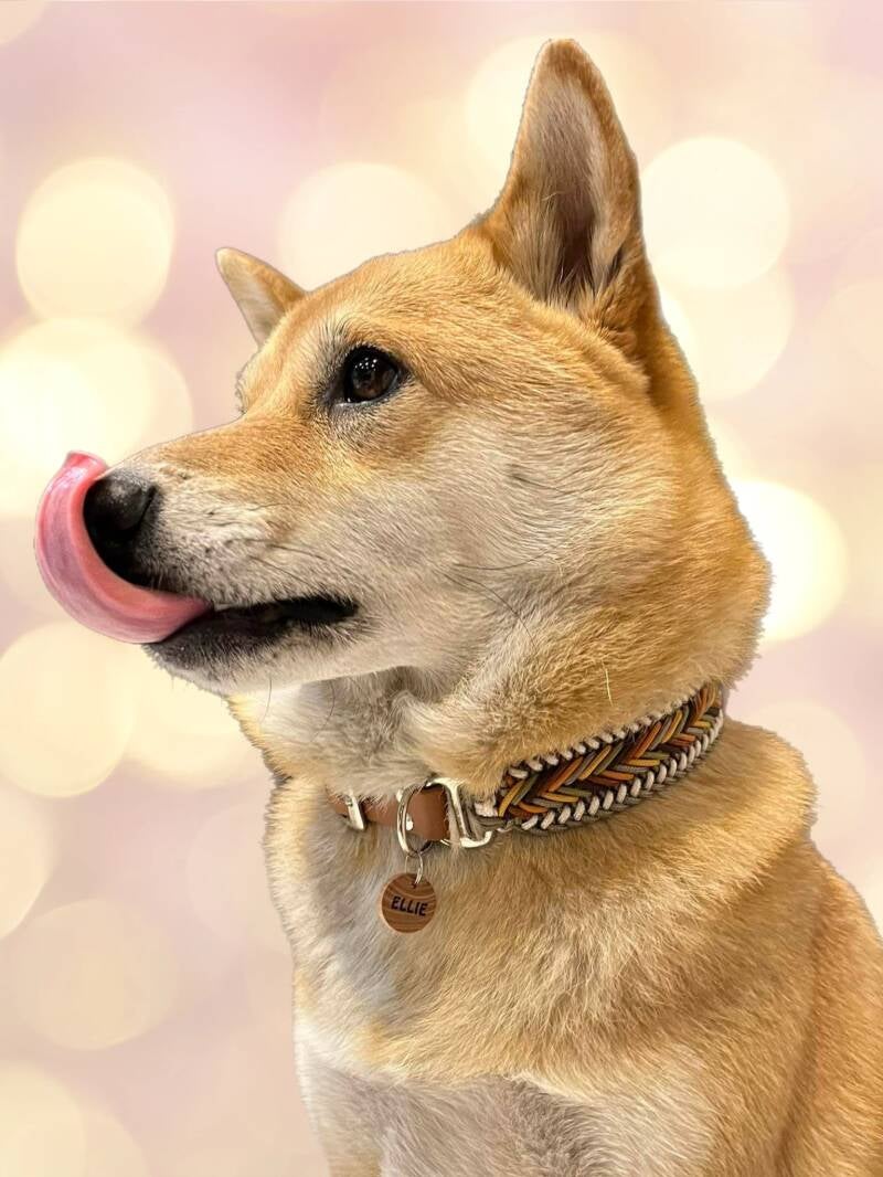 Hond met paracord halsband 