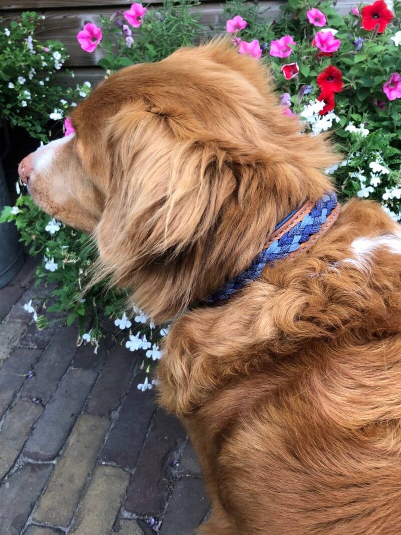 Hond met leren halsband 