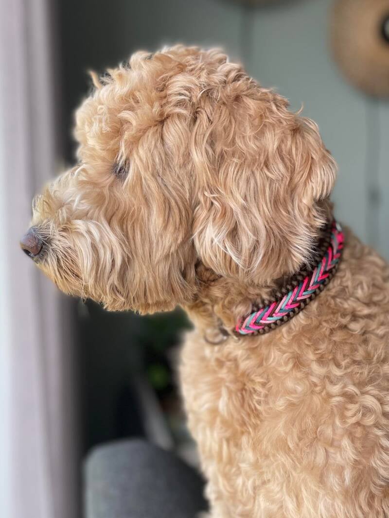 Hond met paracord halsband 