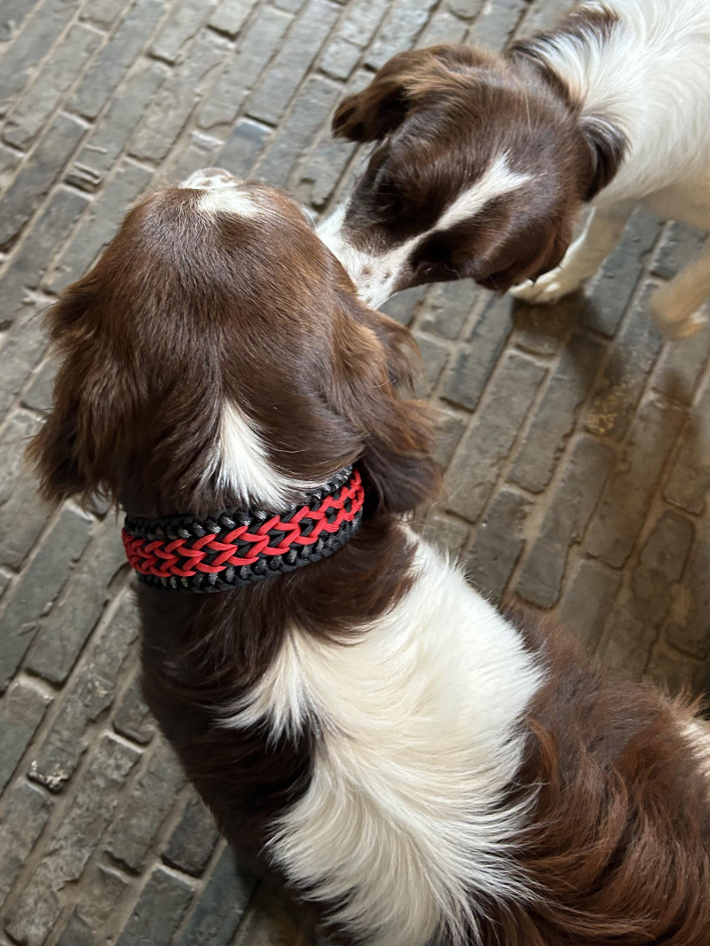 Hond met paracord halsband 