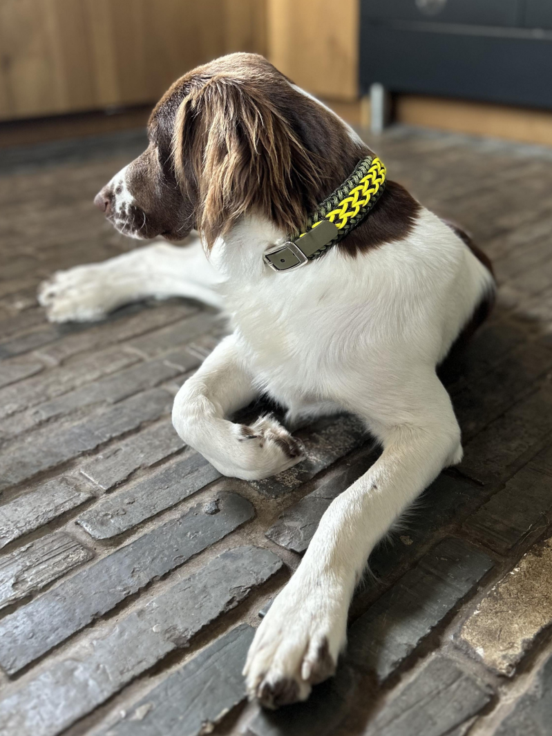 Hond met paracord halsband 