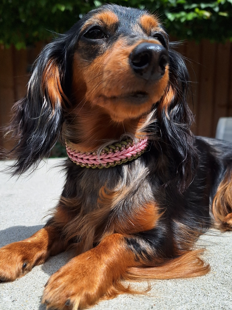 Hond met paracord halsband 