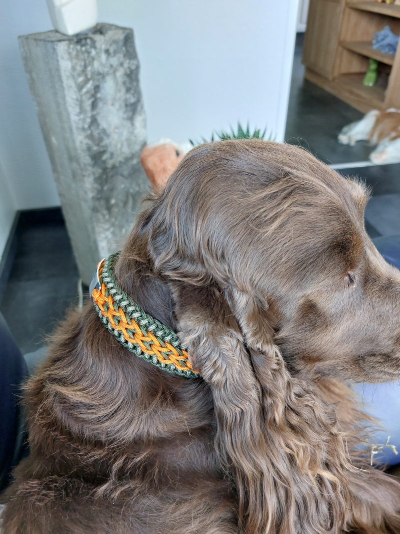 Hond met paracord halsband 