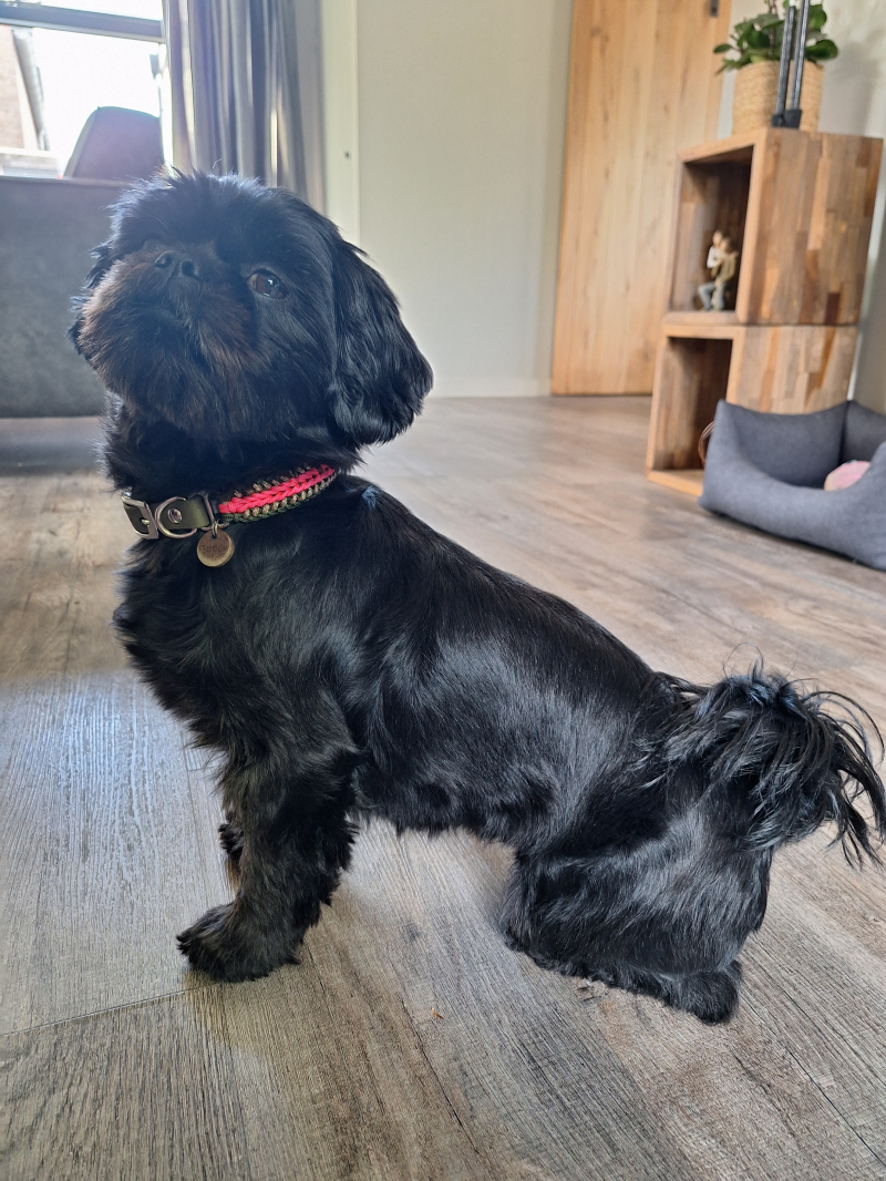 Hond met paracord halsband 