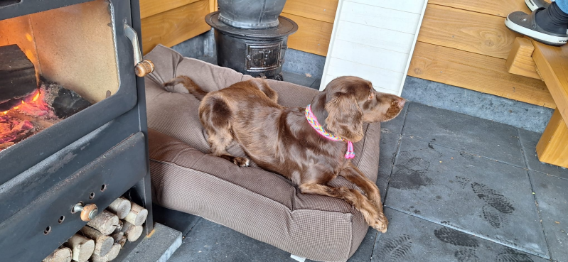 Hond met paracord halsband 