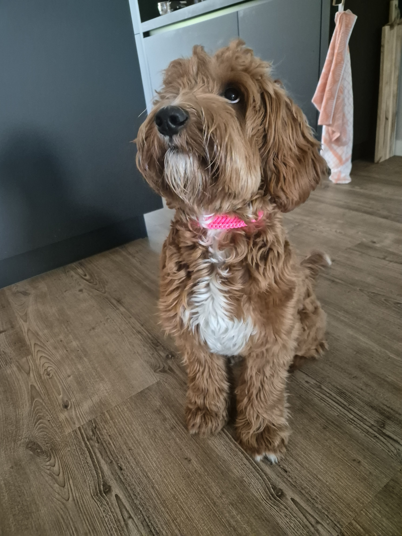 Hond met paracord halsband 