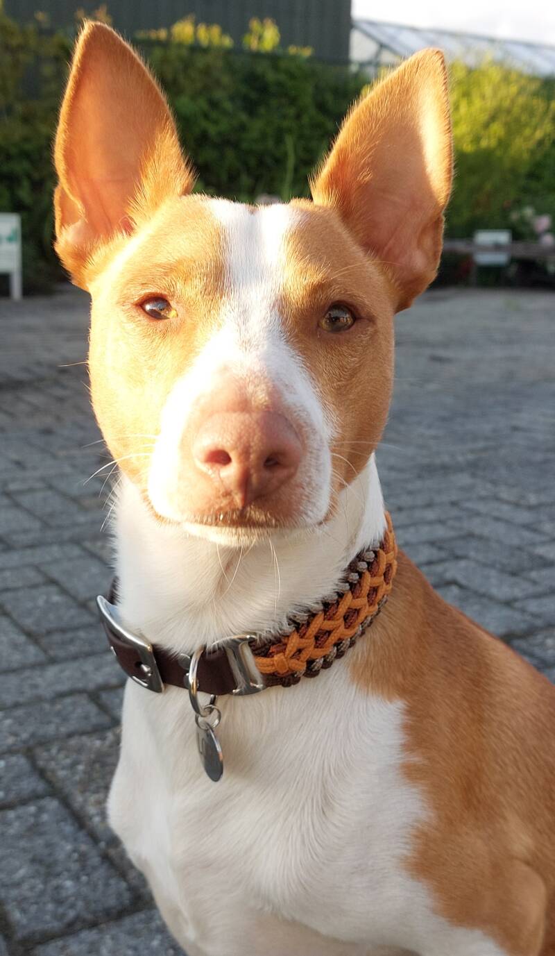 Hond met paracord halsband 