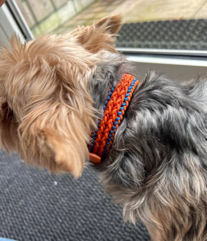 Hond met paracord halsband 
