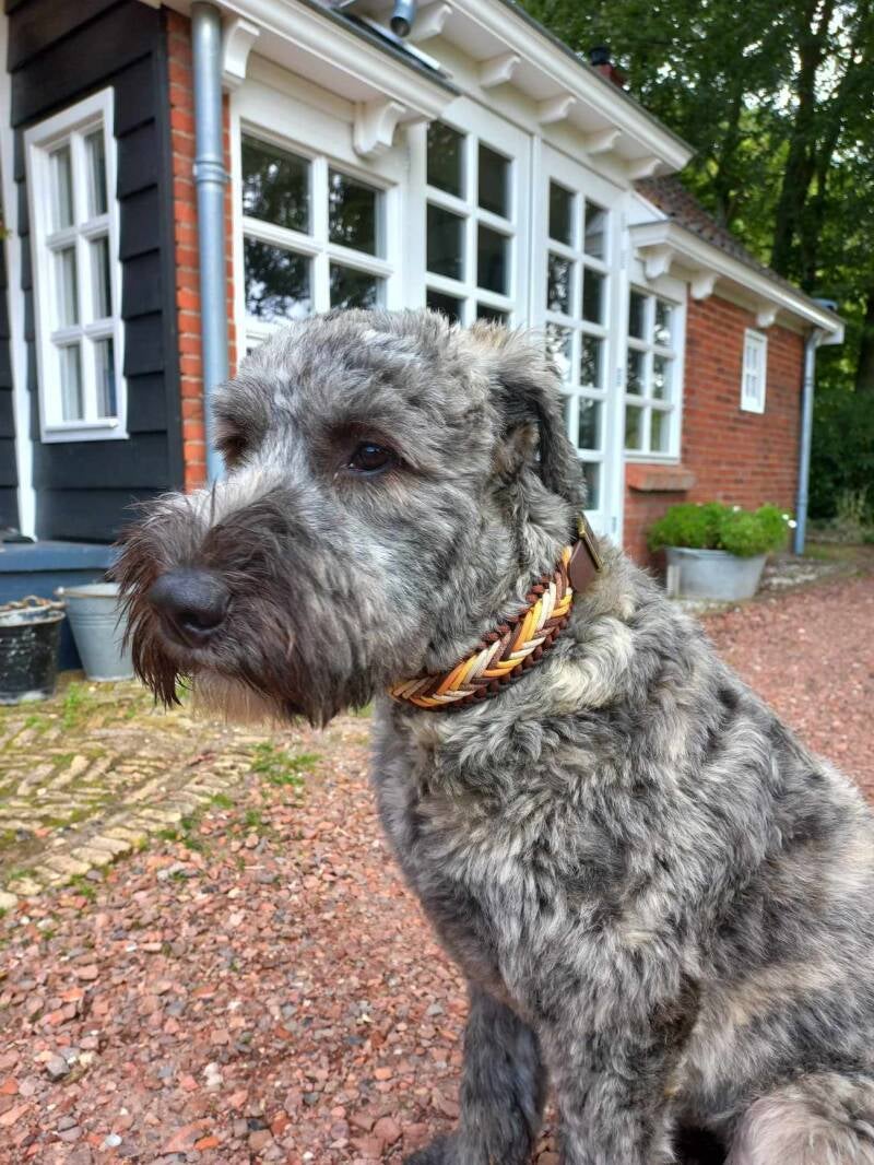 Hond met paracord halsband 