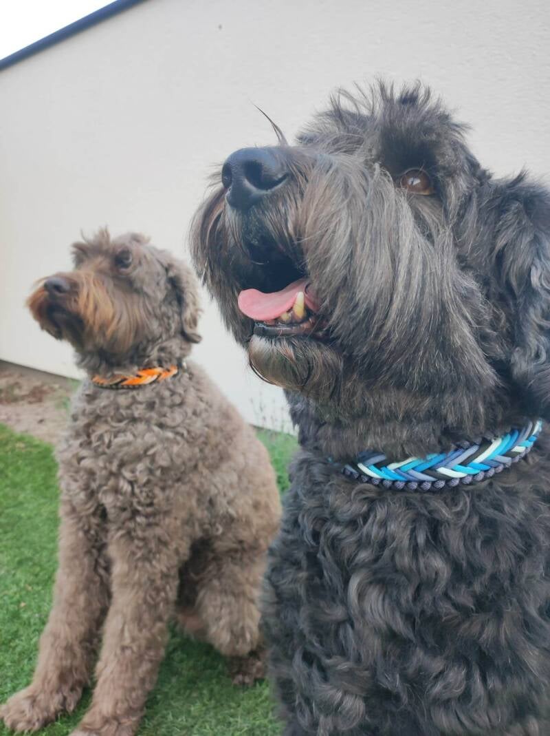 Honden met paracord halsband 