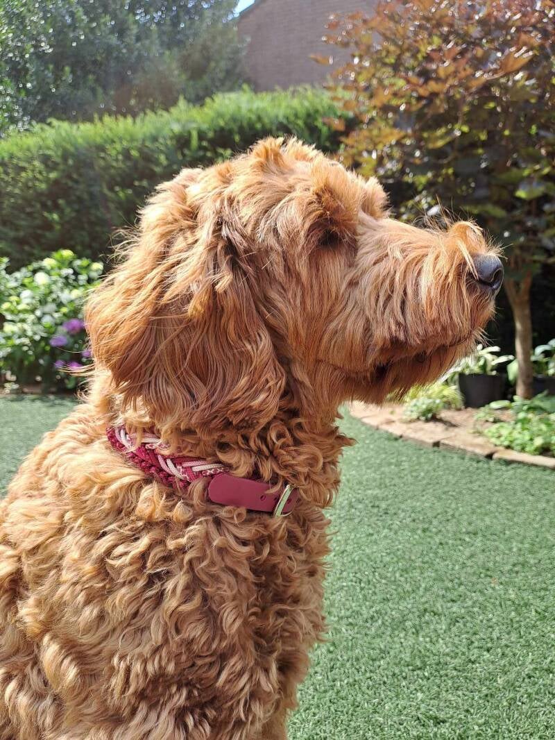 Hond met paracord halsband 