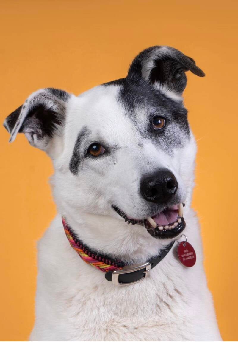 Hond met paracord halsband 