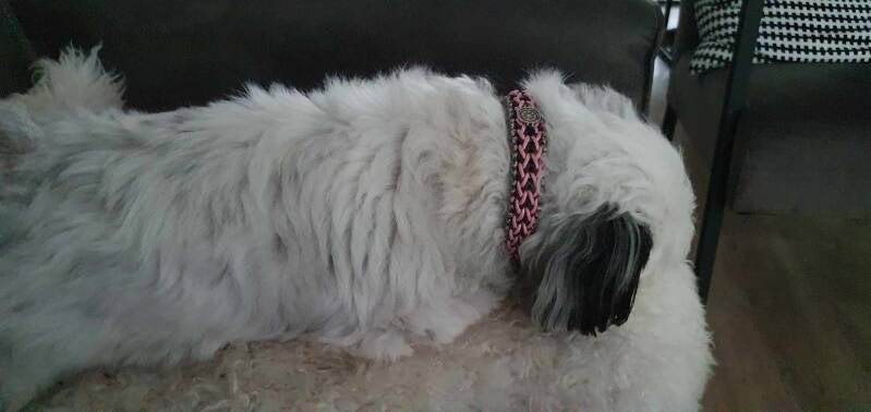 Hond met paracord halsband 