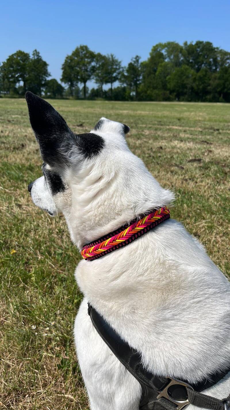 Hond met paracord halsband 