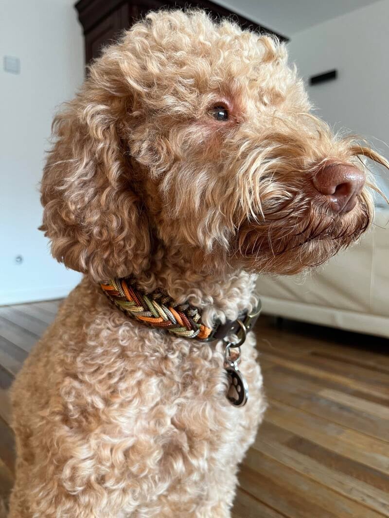 Hond met paracord halsband 