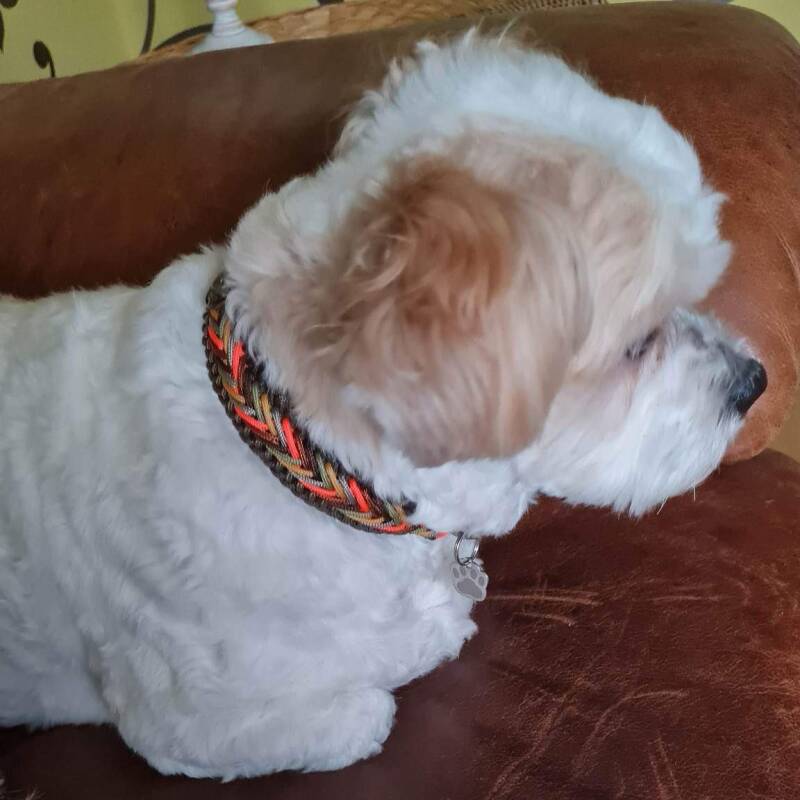 Hond met paracord halsband 