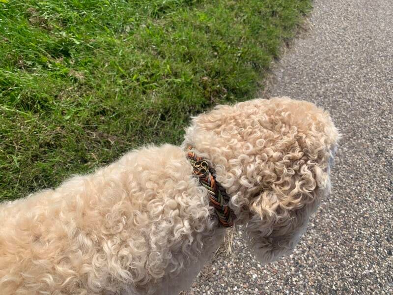 Hond met paracord halsband 