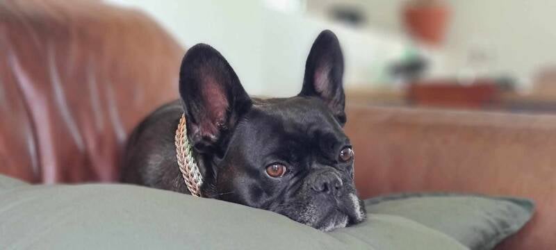 Hond met paracord halsband 