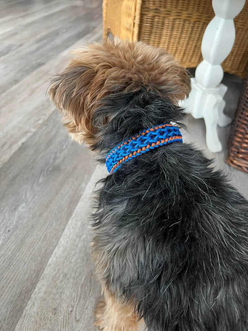 Hond met paracord halsband 
