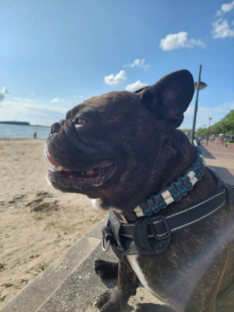 Hond met dubbele tekenband band 