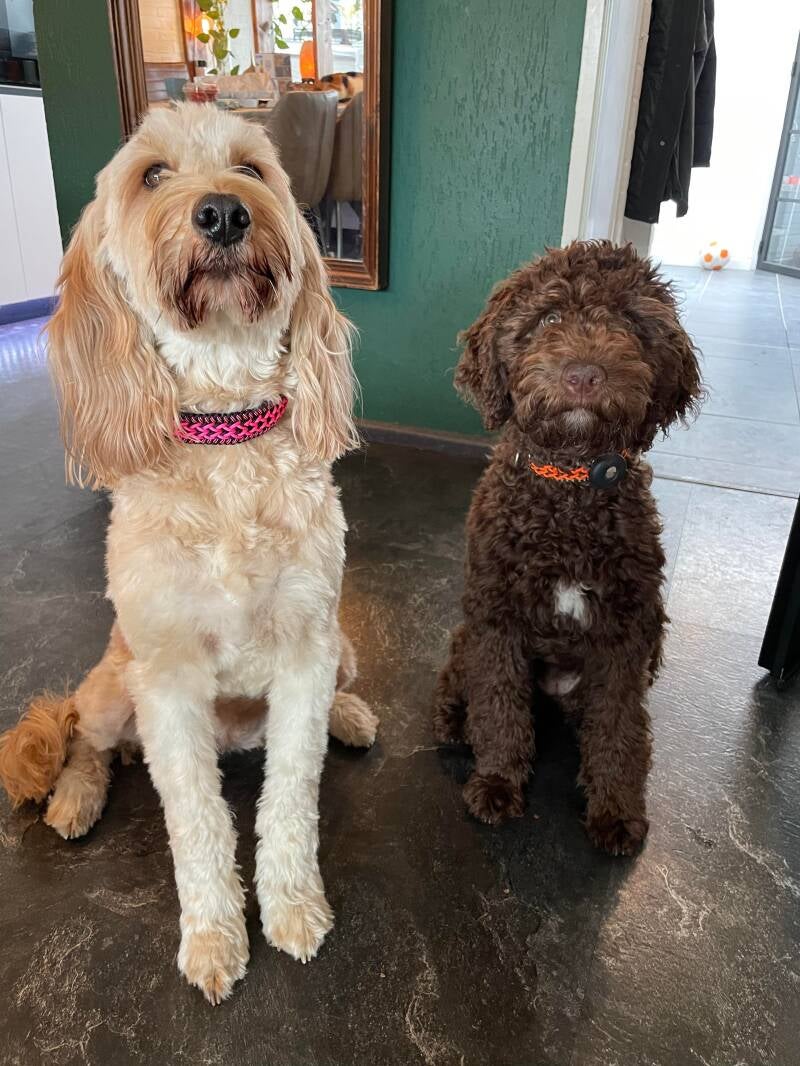 Honden met paracord halsband 