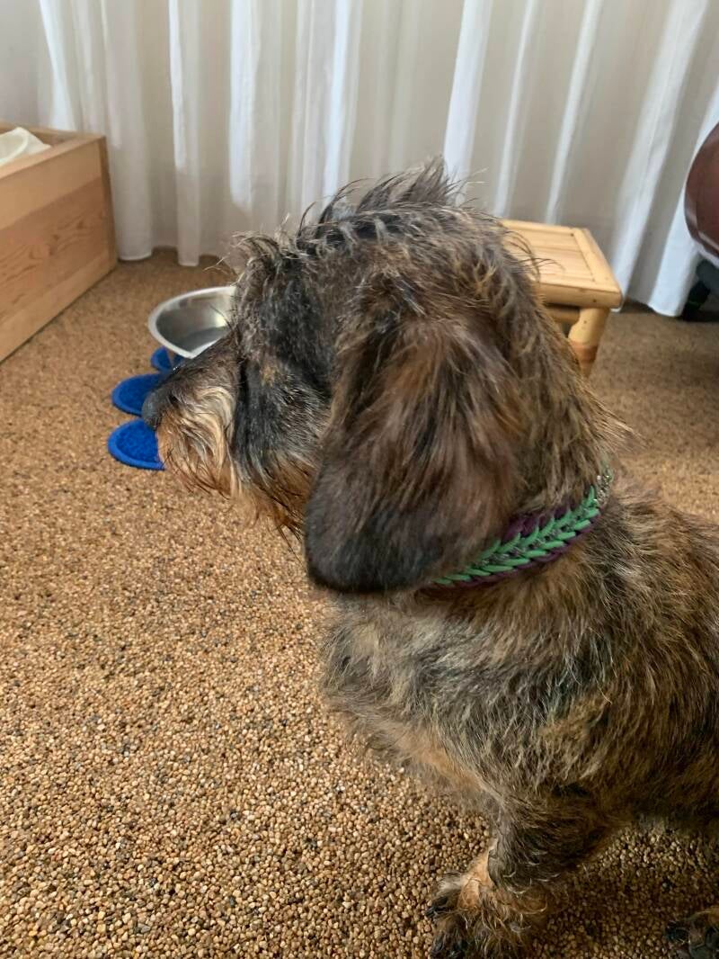 Hond met paracord halsband 