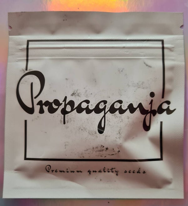 Gobsmacked Mandarine Female Seeds 5 + 2 Pack