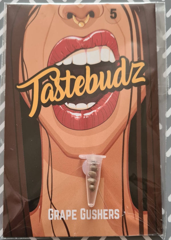 Taste Budz Grape Gushers Female Seeds 5 Pack