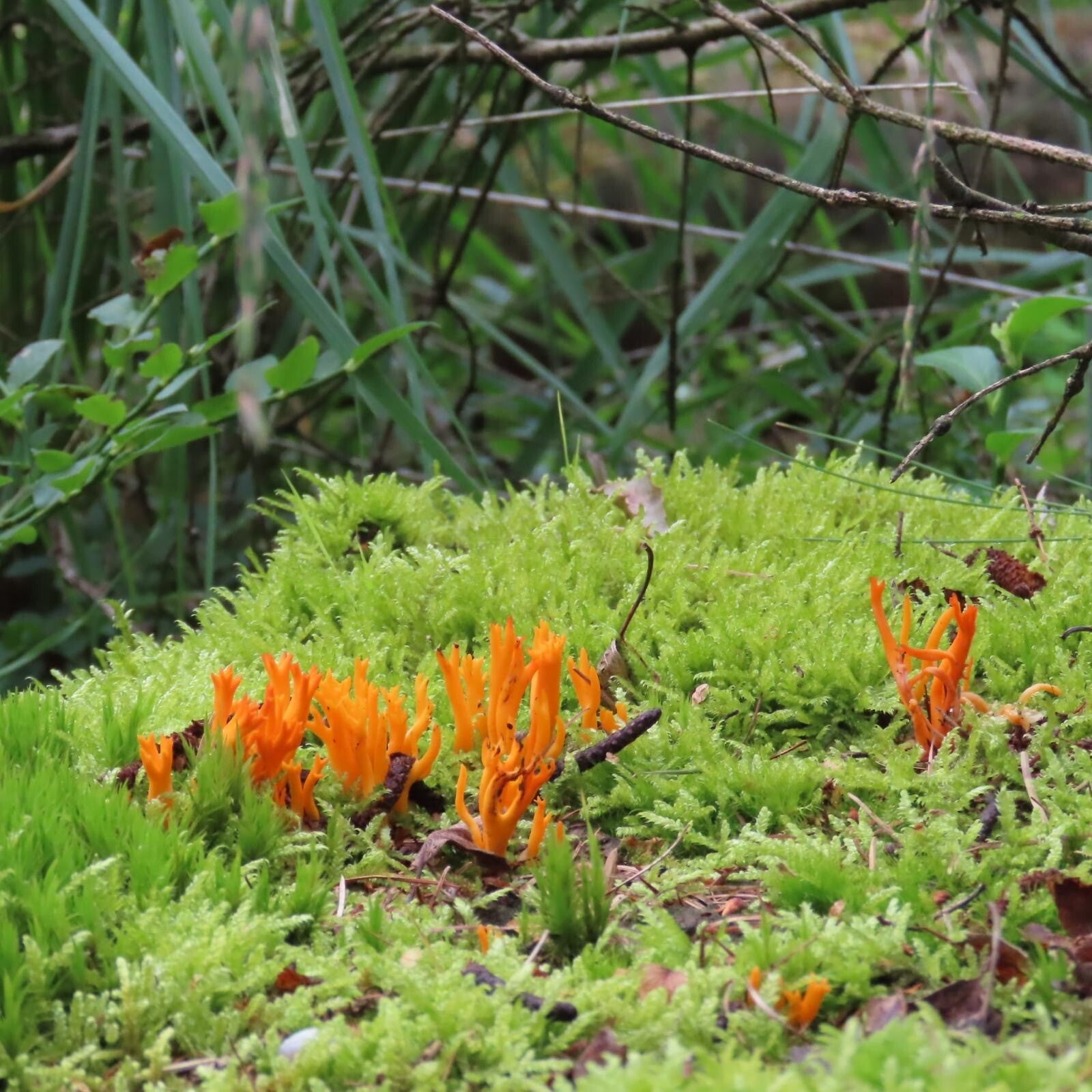 Feloranje koraalvormige zwammetjes tussen frisgroen mos op de Veluwe