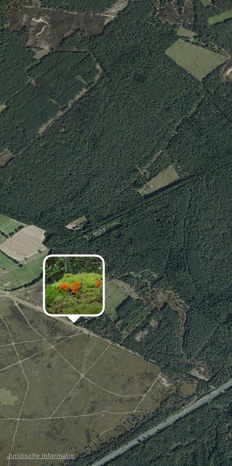 Satellietbeeld van het bosgebied Planken Wambuis met markering van de fotolocatie