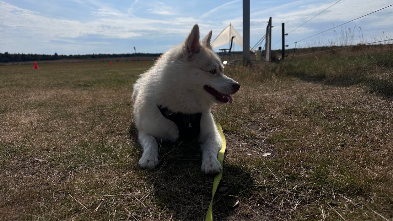Sky, mijn hond, ligt in het gras met een tarp op de achtergrond