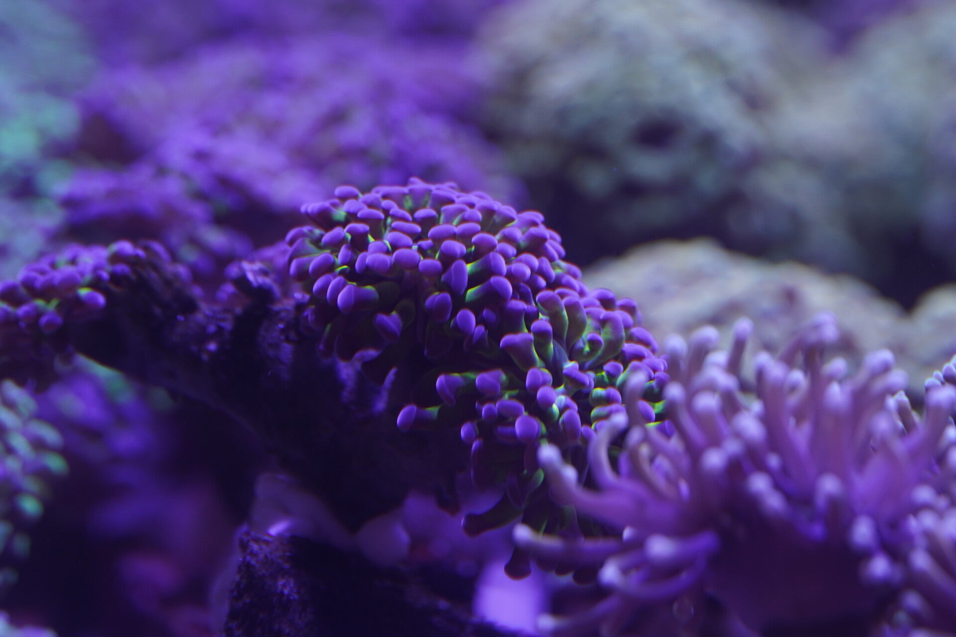 Fimbriaphyllia Paraancora - Paarse tip
