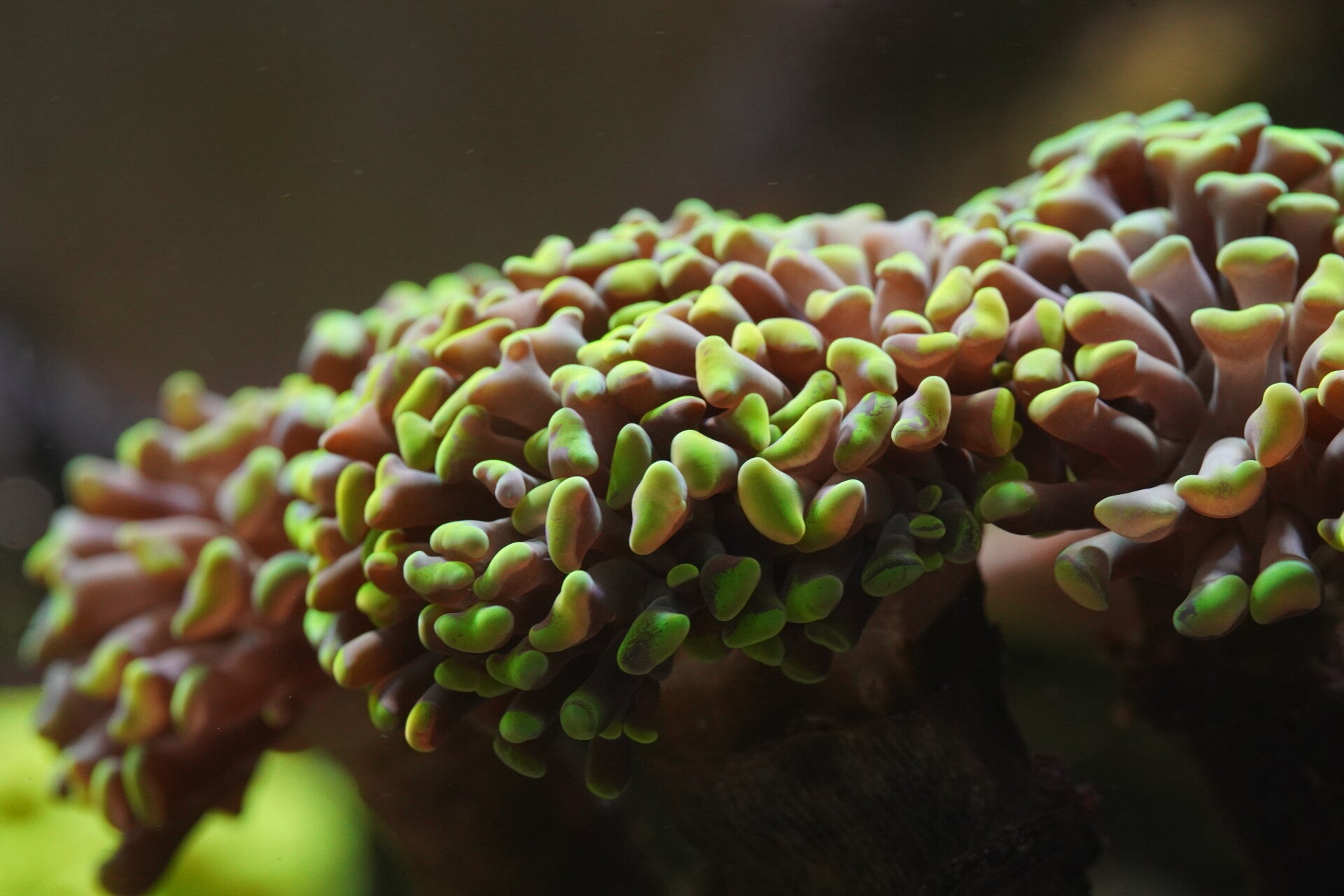 Fimbriaphyllia Paraancora - Groen 5 koppen