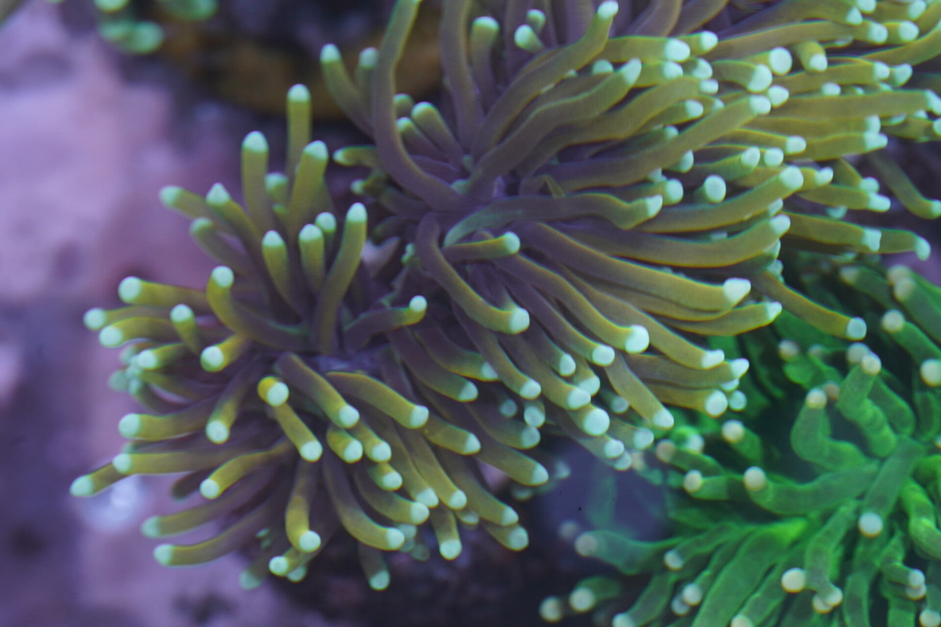 Euphyllia Glabrescens - Dragon soul