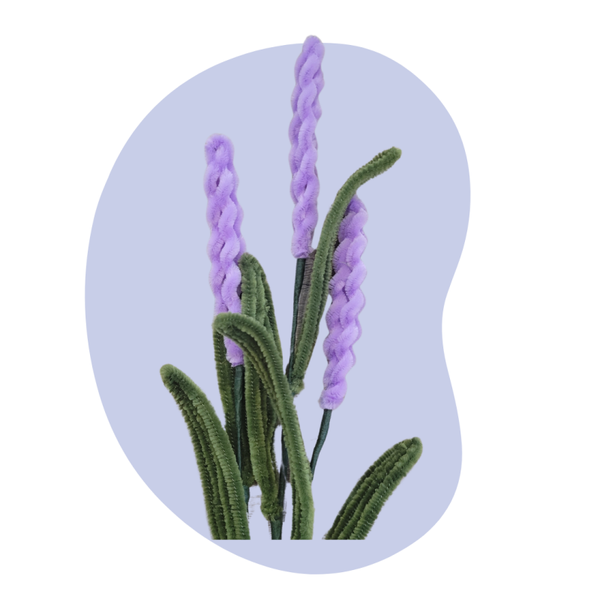 Lavendel – Donker Lila