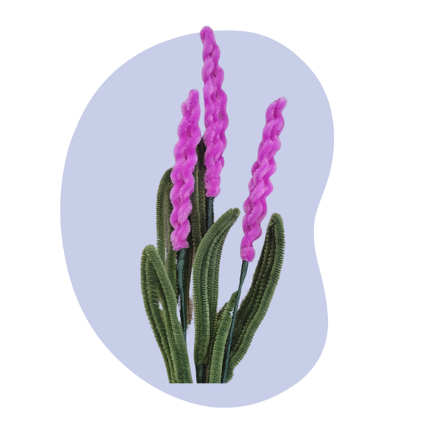 Lavendel – Fuchsia