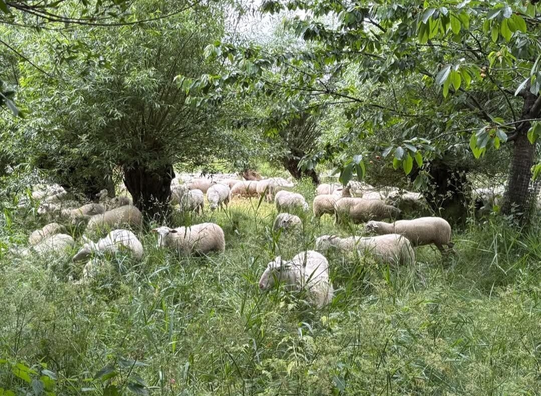 erkend stagebedrijf de waarden