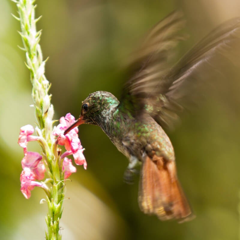 Kolibri Costa Rica.jpg